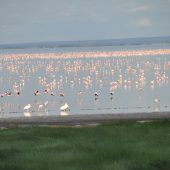  Lake Manyara, TZ